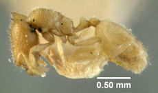 MCZ-ENT00020966 Oligomyrmex capreolus hal.jpg