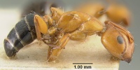 MCZ-ENT00021527 Camponotus fallax subsp rasilis hal.jpg