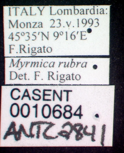 File:Myrmica rubra casent0010684 label 1.jpg