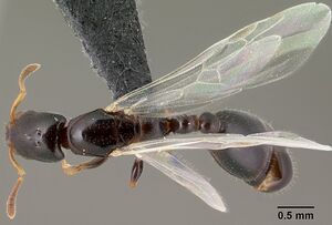 Nesomyrmex brevicornis casent0143936 d 1 high.jpg