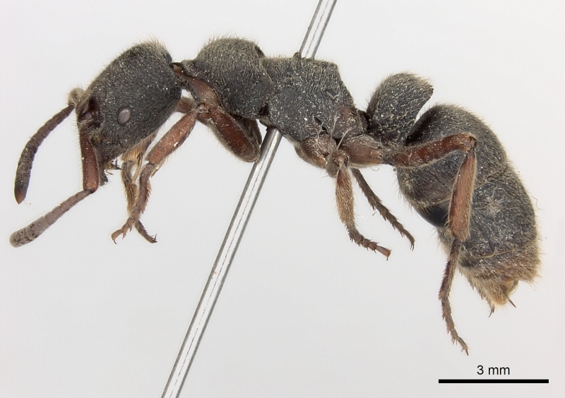 File:Pachycondyla rufipes casent0217566 p 1 high.jpg