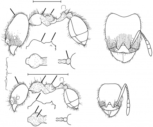 Pheidole amabilis Wilson 2003.jpg