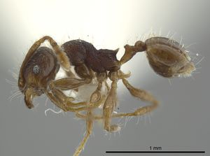 Pheidole boliviana casent0624229 p 1 high.jpg