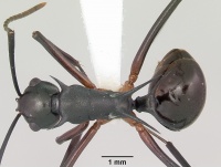 Polyrhachis amana casent0103190 dorsal 1.jpg