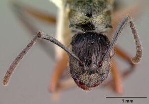 Polyrhachis clarkei castype06972 head 2.jpg