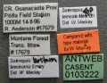 Solenopsis terricola casent0107642 label 1.jpg