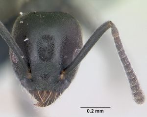 Technomyrmex albipes casent0055965 head 1.jpg