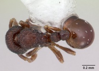 Adelomyrmex betoi jtlc000003150 dorsal 1.jpg