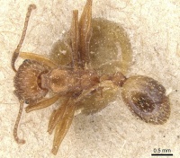 Aphaenogaster syriaca casent0904176 d 1 high.jpg