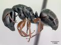 Camponotus matsilo casent0178919 p 1 high.jpg