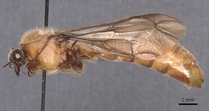 File:Dorylus montanus casent0911282 p 1 high.jpg