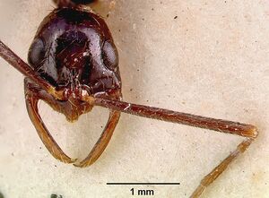 Leptogenys leiothorax sam-ent-0011536 head 2.jpg