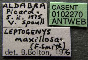 Leptogenys maxillosa casent0102270 label 1.jpg