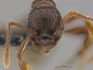 Mcz-ent00668928 Myrmica detritinodis hef.jpg