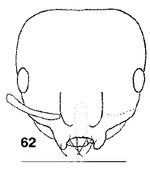 Monomorium falcatum F62.jpg