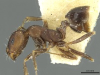 Monomorium suleyile casent0913854 p 1 high.jpg