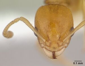 Nesomyrmex madecassus casent0189276 head 1.jpg