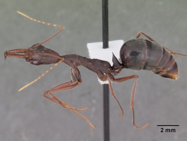 File:Odontomachus coquereli casent0104947 profile 1.jpg