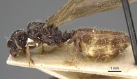 Pheidole minensis casent0922380 p 1 high.jpg