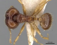 Pheidole nietneri casent0281662 d 1 high.jpg