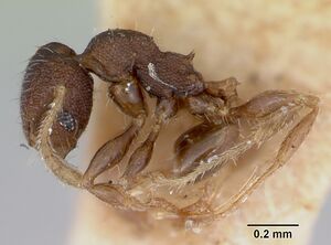 Pheidole recondita casent0173105 profile 1.jpg