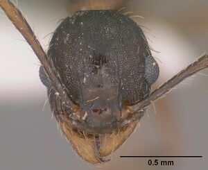 Pheidole sciara casent0104446 head 1.jpg