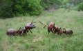 Ant Sculpture located in Texas, United States