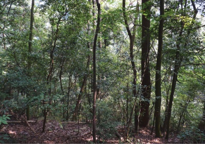 Typical mixed evergreen broad-leaved forest at the type locality, the Gutianshan National Nature Reserve.