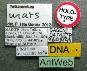 Tetramorium mars casent0474279 l 1 high.jpg