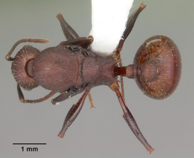 File:Aphaenogaster lamellidens casent0103592 dorsal 1.jpg