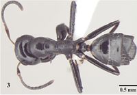 Camponotus horseshoetus D.jpg