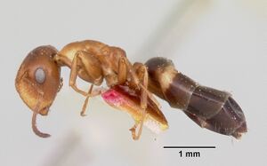Camponotus pylartes casent0105728 profile 1.jpg