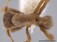 Cyphomyrmex snellingi inb0003679932 d 1 high.jpg