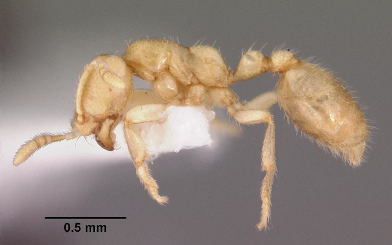 File:Dolopomyrmex pilatus casent0102679 profile 1.jpg