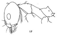 Dorymyrmex hypocritus F17.jpg