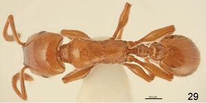 F29 Strongylognathus silvestrii.jpg