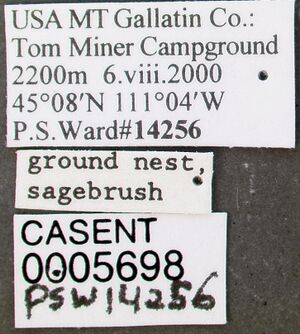 Manica hunteri casent0005698 label 1.jpg