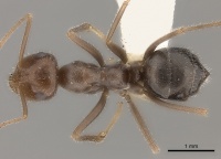 Myrmecocystus intonsus D casent0217726.jpg