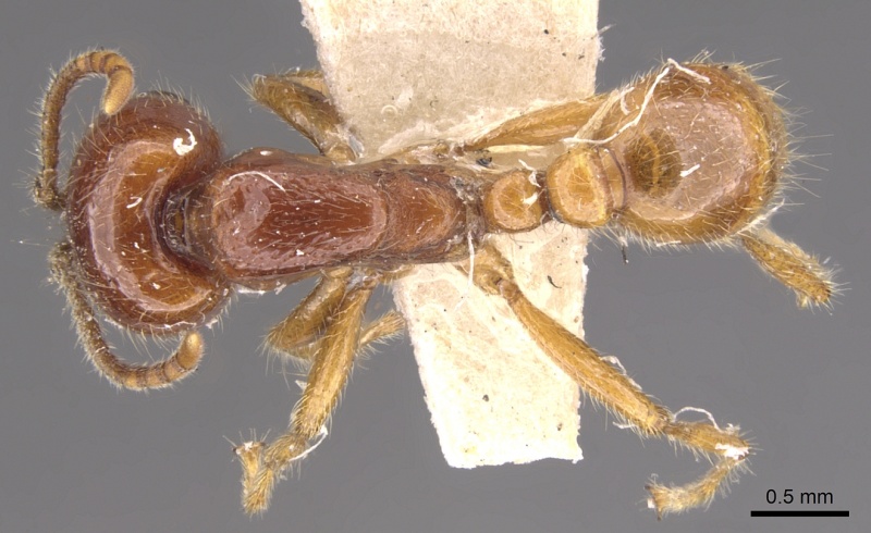 File:Neivamyrmex antillanus casent0902655 d 1 high.jpg