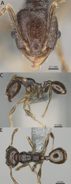 Pheidole lamperos F82ace.jpg