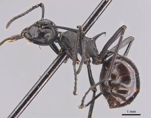 Polyrhachis arachne casent0905640 p 1 high.jpg