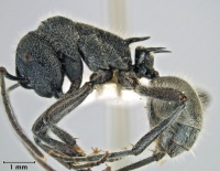 Polyrhachis clotho side.jpg