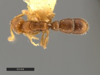 Ponera-caledonica-Holotype-MCZ30125D.jpg