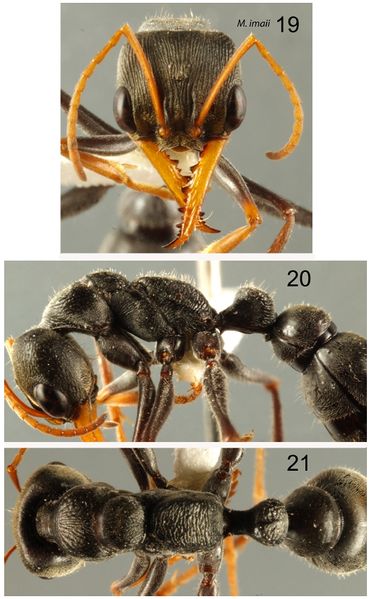 File:Taylor 2015 western Myrmecia imaii.jpg