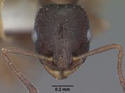 Temnothorax neomexicanus casent0102839 head 1.jpg