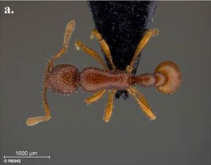 Tyrannomyrmex rex F1a.jpg