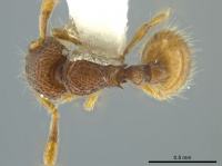 Adelomyrmex marginodus casent0627826 d 1 high.jpg