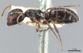 Camponotus dalmasi casent0903644 p 1 high.jpg