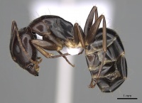 Camponotus jaliensis casent0906064 p 1 high.jpg