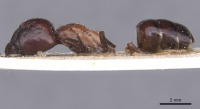 Camponotus pellax casent0911756 p 1 high.jpg